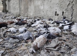 Pigeons 500 blog